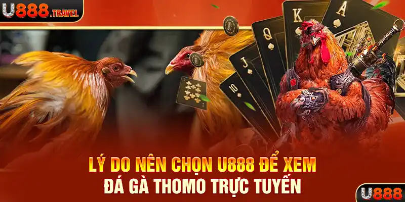 Lý do nên chọn U888 để xem đá gà Thomo trực tuyến