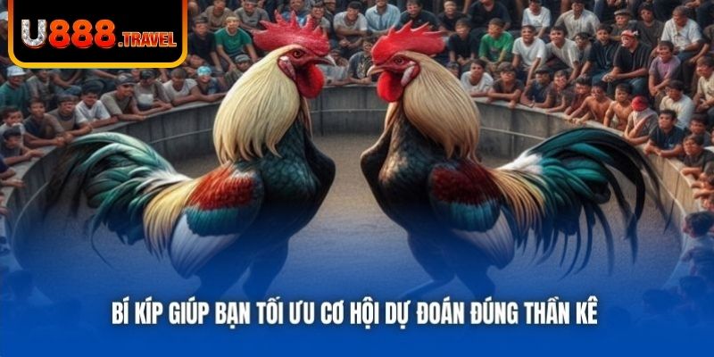 Bí kíp giúp bạn tối ưu cơ hội dự đoán đúng thần kê