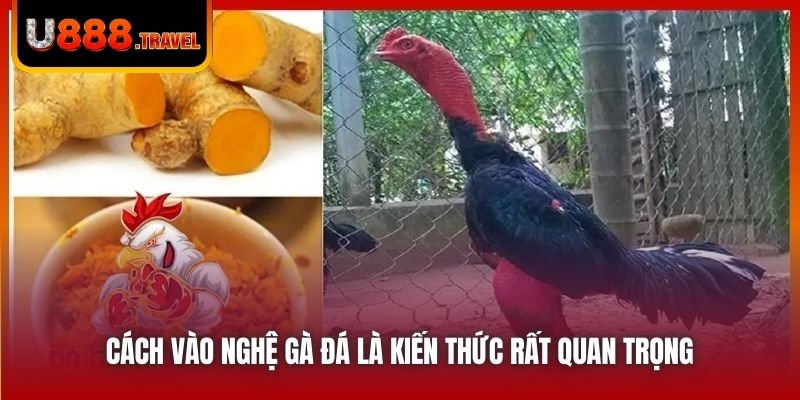 Cách vào nghệ gà đá là kiến thức rất quan trọng