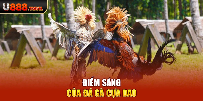 Điểm sáng của đá gà cựa dao