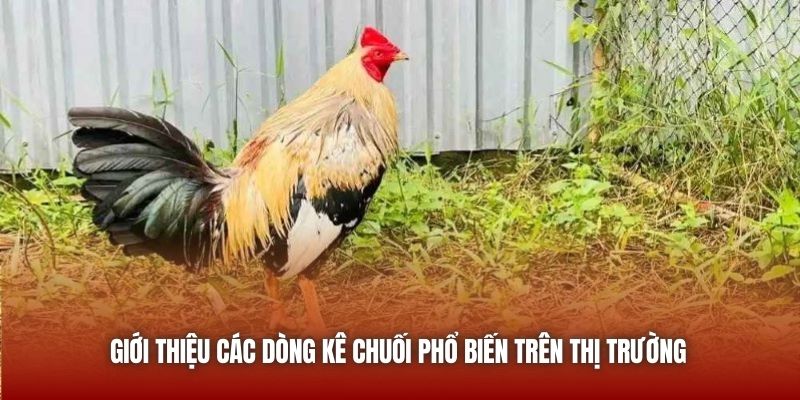 Giới thiệu các dòng kê chuối phổ biến trên thị trường